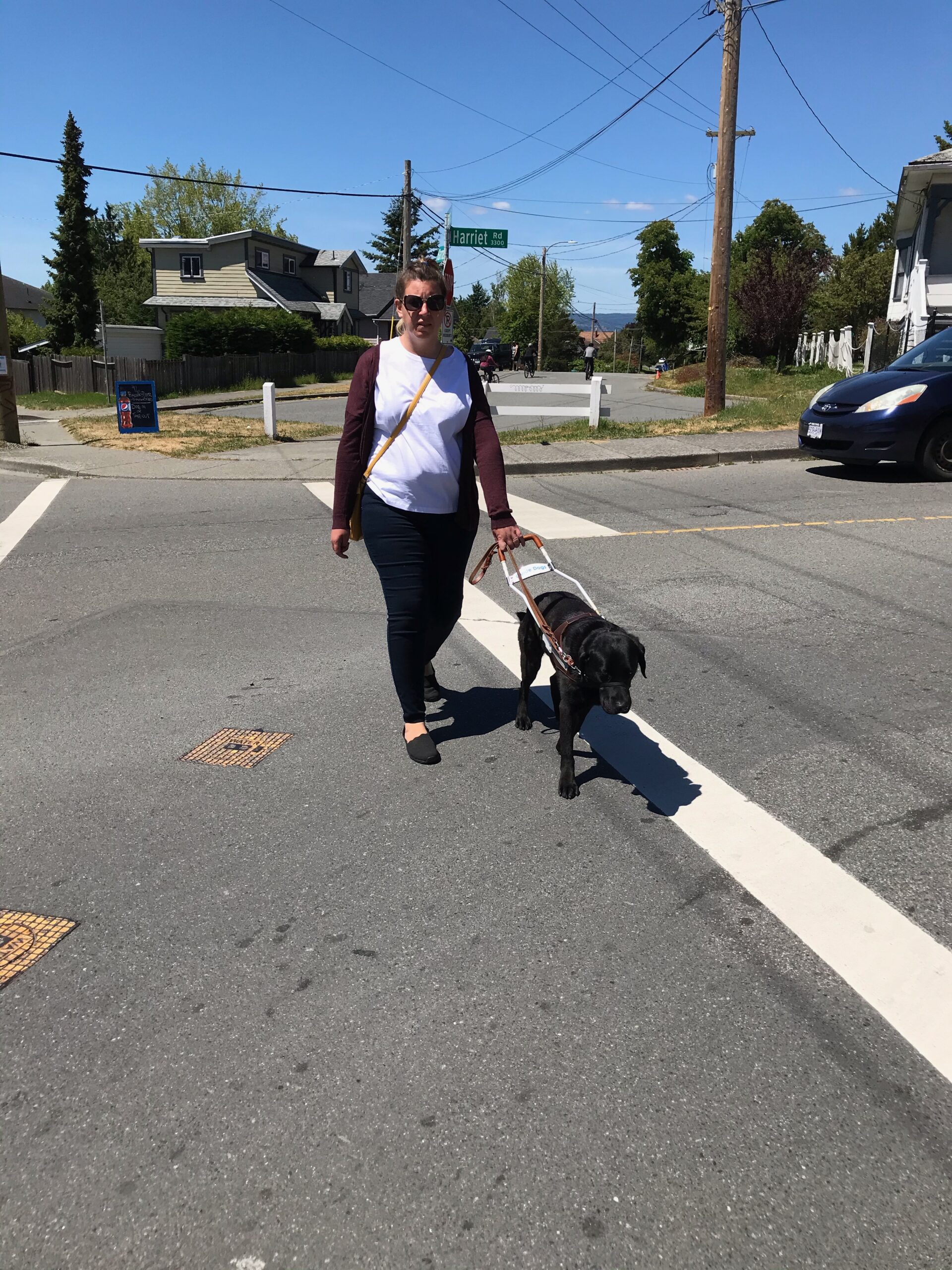 A photo of Shauna and guide dog, Barney, taken in May 2021, in their home area of Victoria, British Columbia. They are crossing a street. This is a front facing view of Shauna and Barney working. Shauna  is wearing her long blonde hair pulled back in a ponytail, and is wearing a white T-shirt, navy blue jeans, a burgundy cardigan, black sketchers, and caring a bright yellow purse. She is also wearing dark sunglasses, that have silver frames. Barney is a black Labrador retriever, wearing his GDB harness, black Martingale collar, black gentle leader, and brown leather leash.