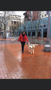 A photo of Shauna and guide dog, Prego, taken downtown Portland, Oregon in February 2013. Prego is a yellow Labrador retriever, and is wearing his GDB harness, collar, and leash. The day this photo was taken, the weather was cold, wet, windy, and pouring down rain. Shauna is wearing a waterproof red coloured hooded jacket, black rain pants, and waterproof blue coloured running shoes. This photo is a clear view of handler and guide dog working in the downtown area of Portland, with city office buildings, and other urban buildings in the background.