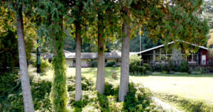 The north side of the Bowen Lodge by the Sea.  A west coast style building sits in the sunshine behind a row cedar trees, a large green lawn stretches out in front. The iconic totem pole can be seen through trees.